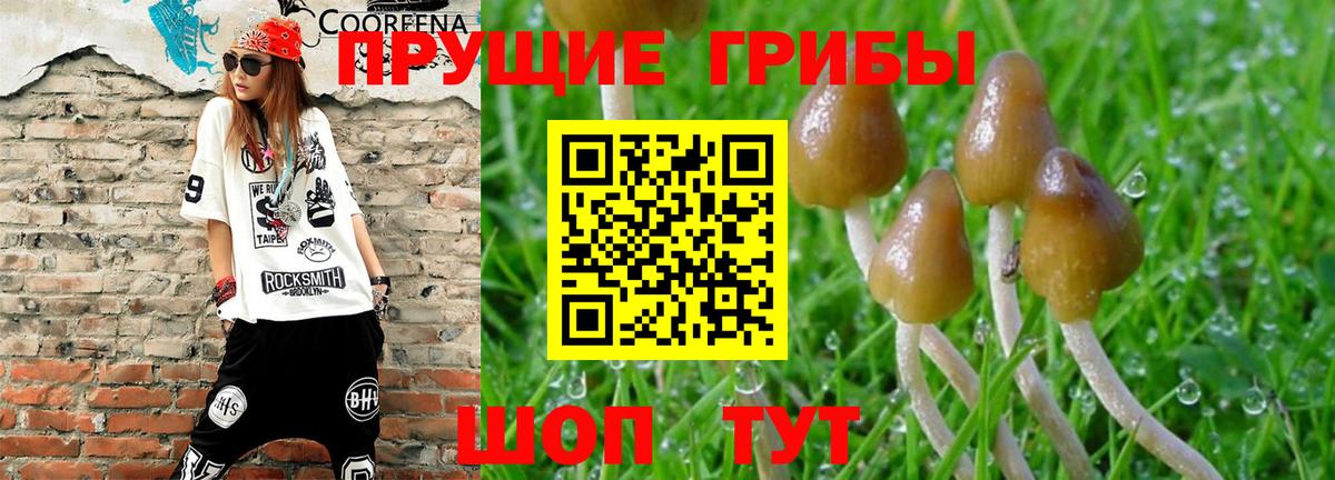 Искитим  Псилоцибиновые грибы Psilocybe  Вход с VPN 